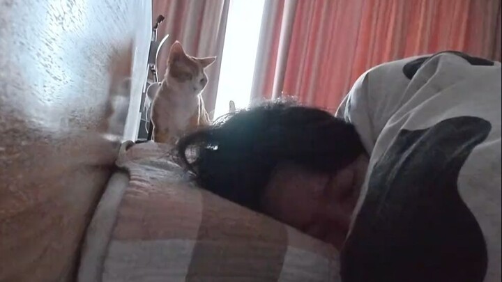 Con mèo màu phân gà này lắm chiêu lắm! Mỗi sáng nó vừa tỉnh là lập tức cào đầu tao để gọi tao dậy, b