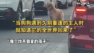“当狗狗遇到久别重逢的主人时，就知道它的全世界回来了”