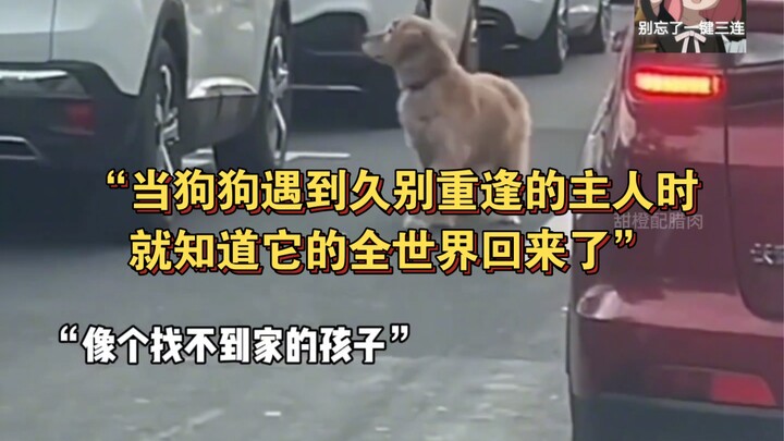 "When a dog meets its owner after a long absence, it knows that its whole world has returned to it."