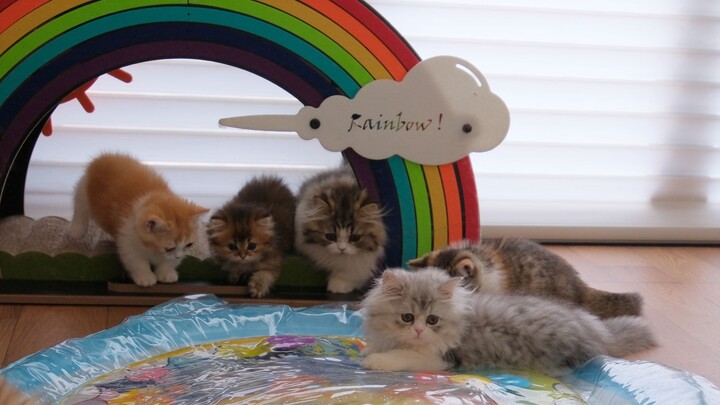 Sorry, little buddy, this is just way too fun!