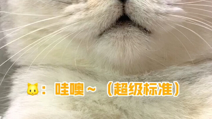 你们说一只小猫咪怎么可以发出那么多种声音？