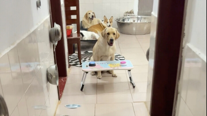 Chó: Mày còn muốn ăn nữa à? Mày ăn cái đ… gì chứ!