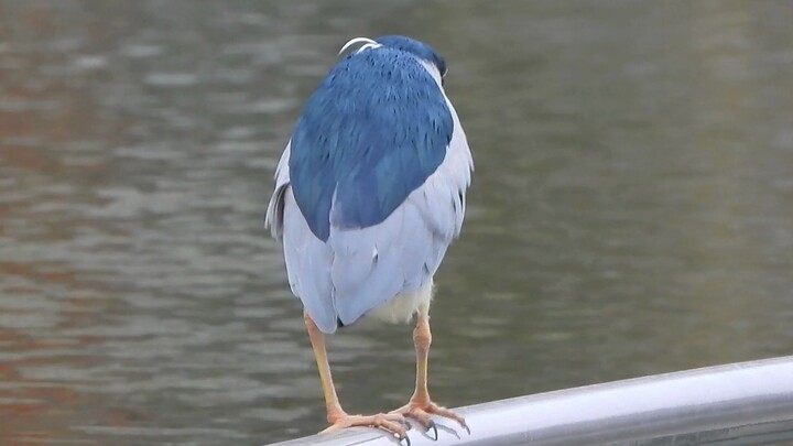 Đi Lộ