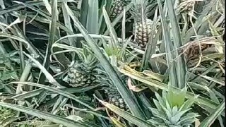 春节悄然远去，生活回归平淡，古有鸿雁传书，今有微信问候，没有华丽的语言，只有一个心愿，愿我们都健康快乐，幸福平安！早上好！[玫瑰][玫瑰][玫瑰]