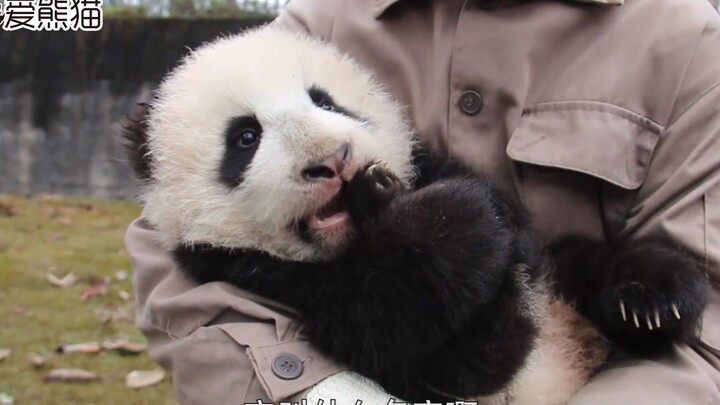 Sudah jadi makhluk cerdas! Sudah jadi makhluk cerdas! Beruang panda ini malah bisa bicara bahasa man