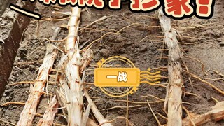 Tôi chết ngạt ngay khi nhấc gạch lát sàn lên! Cây tre nhà bên lại xâm chiếm nhà tôi rồi!