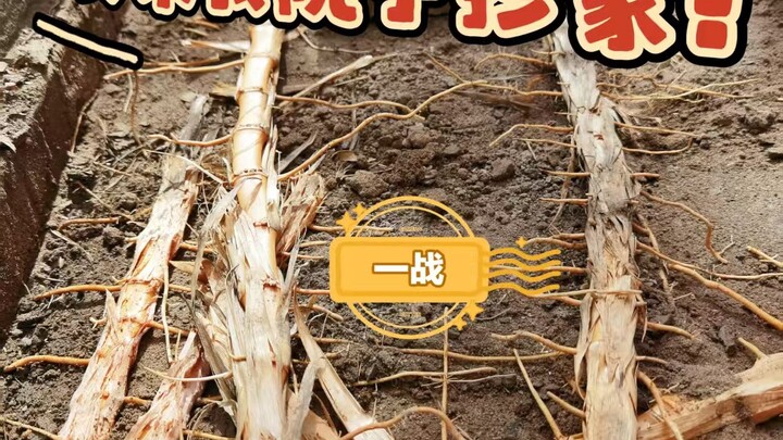 Tôi chết ngạt ngay khi nhấc gạch lát sàn lên! Cây tre nhà bên lại xâm chiếm nhà tôi rồi!