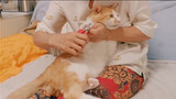 Bà nội cắt móng tay cho mèo cam
