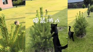 猫鼠游戏🐭🐱