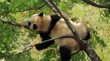 210425 Big scare！Fu Bao falls from tree but daddy Song catches him in time