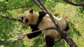 [Gấu trúc]Nguy hiểm! Phúc Bảo ngã cây! May mà bảo mẫu đỡ được