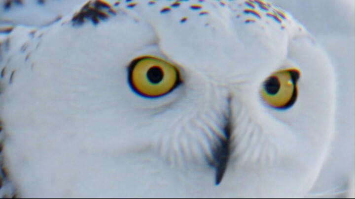 Snowy Owl Editz