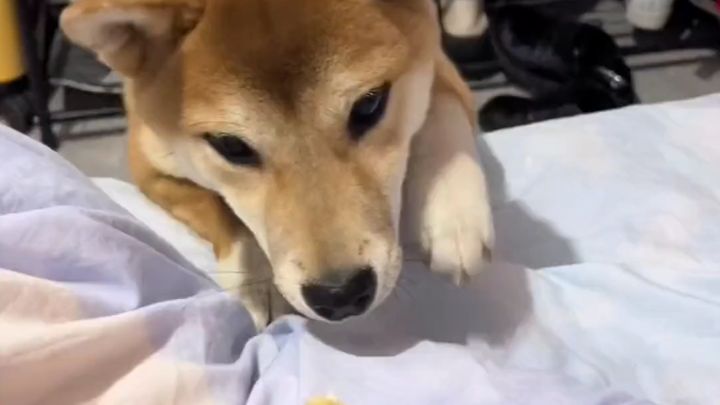 Mengenang kali pertama dalam hidup anjing ini makan durian