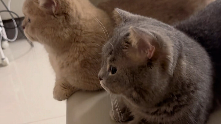 Who understands? They’re really cute!