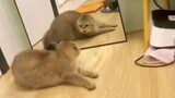 Cat sees himself in the mirror