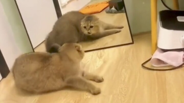 Cat sees himself in the mirror