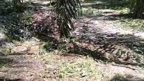 kebun sawit