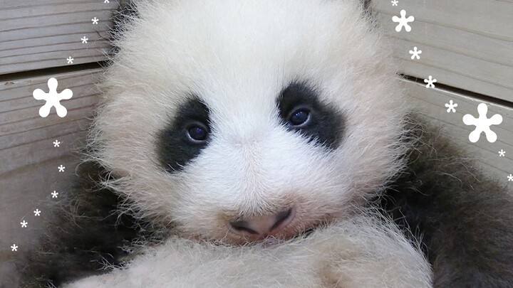 [Giant pandas] So shy! Why are you guys staring at me!