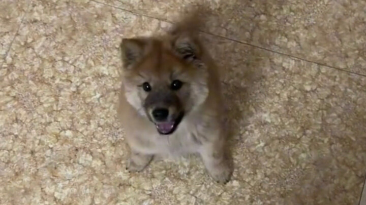 หางของมันกวาดพื้นได้จริงๆ เลยนะ