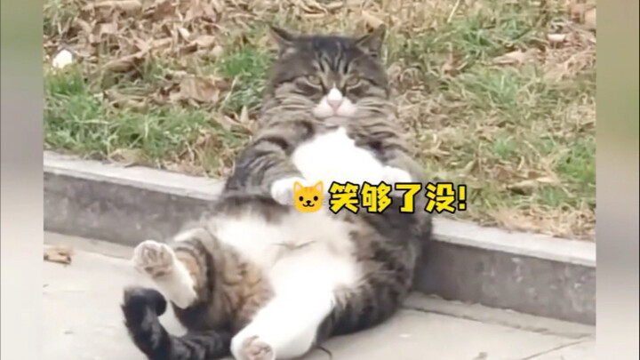 สาวน้อยเห็นแมวเดินแล้วล้มลง ก็อดหัวเราะไม่ได้ แต่ไม่คิดเลยว่าเจ้าแมวจะโกรธขึ้นมาจริงๆ!