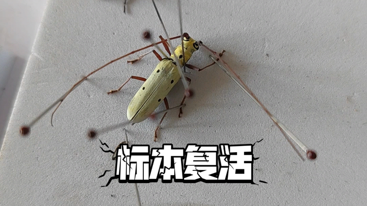 เหลือเชื่อ! เหตุการณ์ด้วงกระบอกตัวอย่างฟื้นคืนชีพ