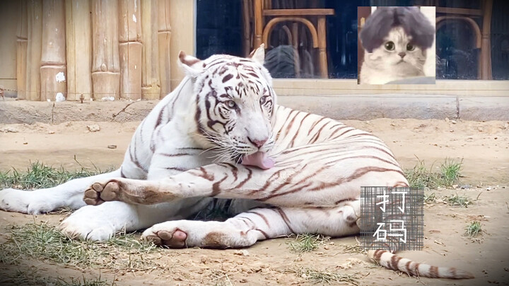 Rutinitas Kebersihan Sang Raja Lama