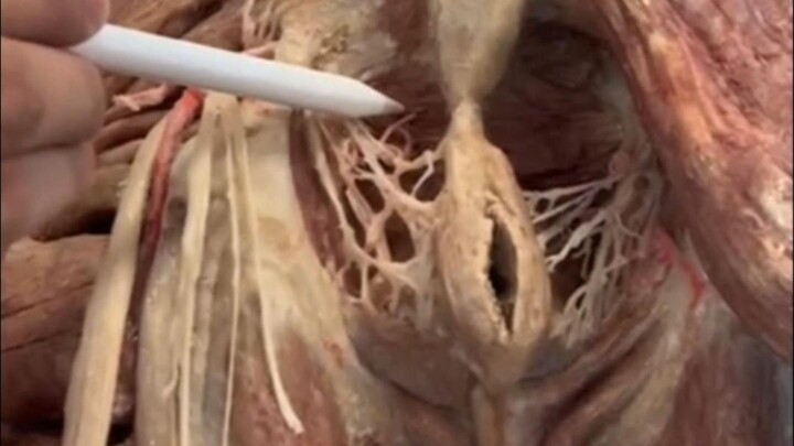 Lubang dengan diameter sekitar 1–2 cm ini merupakan organ yang sangat penting dalam tubuh manusia.