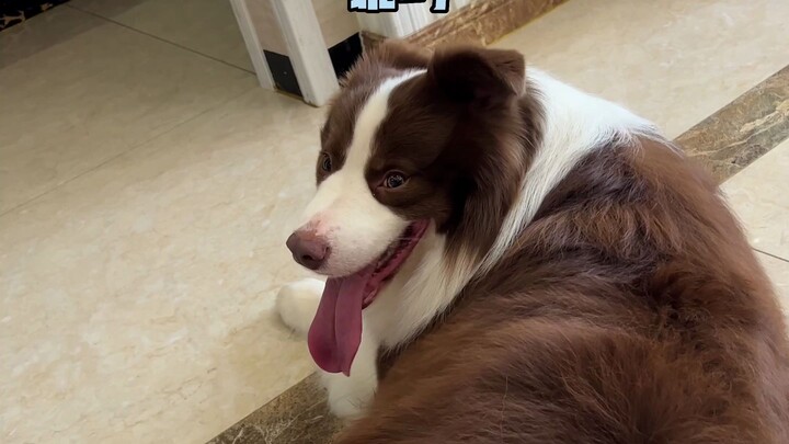 Chú cún và chủ nhân: Dằn vặt nhau đến bạc đầu, đau buồn nhưng nhất quyết không buông tay~