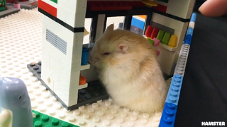 ภารกิจของหนูแฮมสเตอร์ EP 264