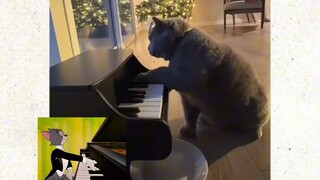 猫一个月之后：拥有汤姆猫一样的从容