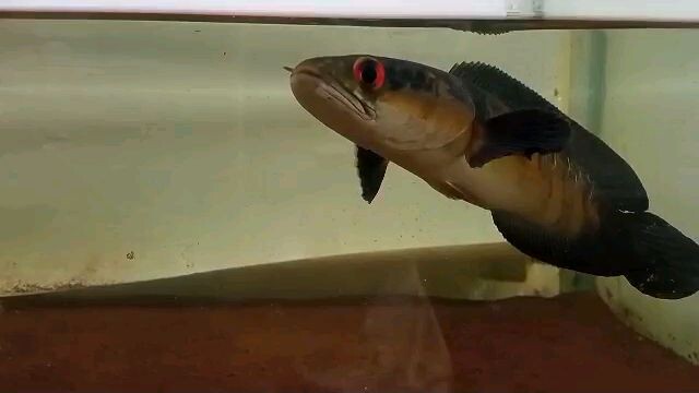 progress channa red barito full bunga