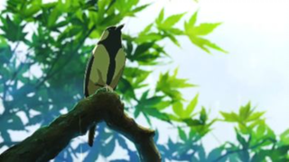 Tổng hợp video anime chill 2 #tonghopanime