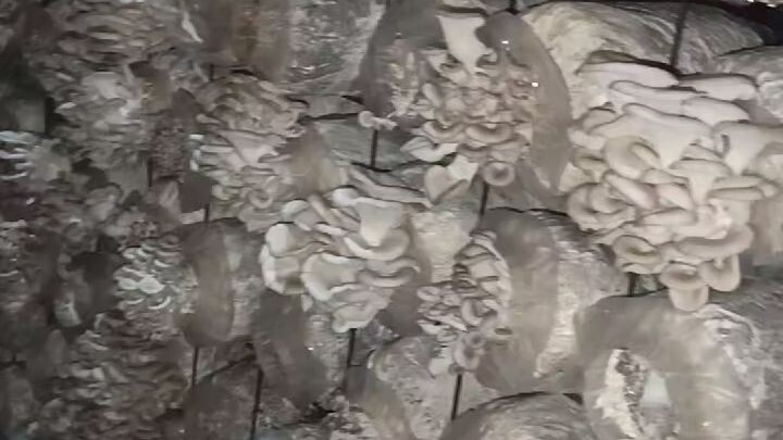 蘑菇种植与打包过程分享 | Mushroom Farming and Packaging in Bangla