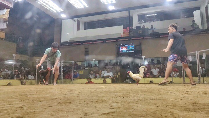 MY SANINOWHITE STAG 2HITS CHAMPION #REDJECKGF