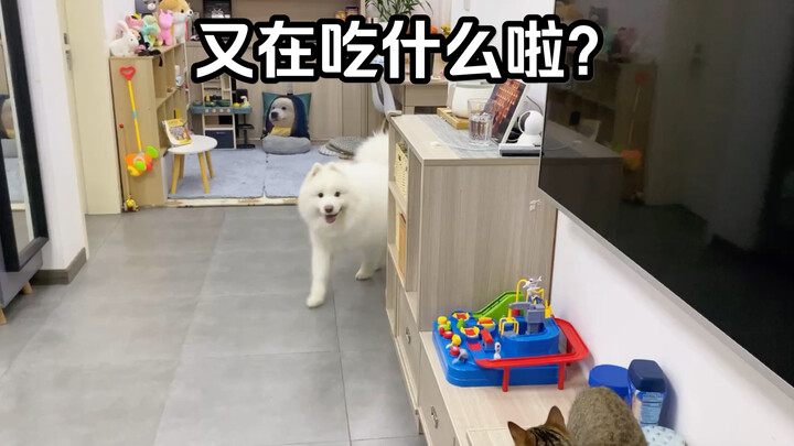 This little dog has incredible self-discipline—no matter how much drool is flowing, if it says "no,"