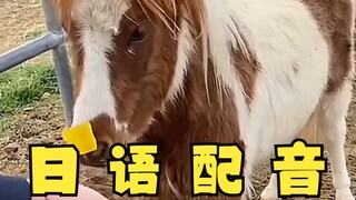 给马儿们鼻子上贴上纸条！日语整活配音