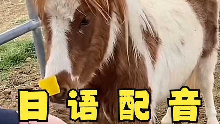 给马儿们鼻子上贴上纸条！日语整活配音