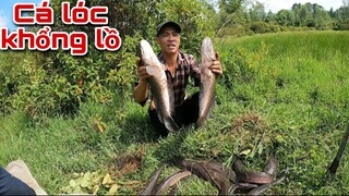 Kinh Hoàng Phát Hiện Ổ Cá Lóc Khổng Lồ Mắc Cạn Trên Ruộng Cỏ Ngập Nước | Săn Bắt Ẩm Thực Vùng Cao