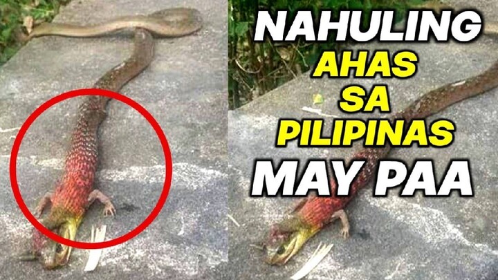 AHAS NA NAHULI SA PILIPINAS MAY MGA PAA | 5 MUTANT NA HAYOP SA MUNDO