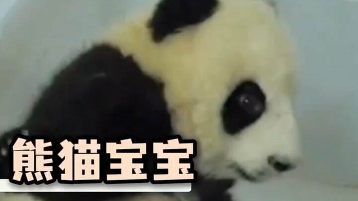 Bayi Panda: Aku Ingin Reinkarnasi! Aku Benar-benar Ingin Reinkarnasi! ☆ Bayi Panda #Panda #Harta_Nas