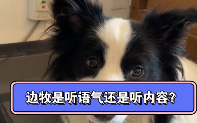 Đôi tai chuyển đổi của Border Collie - Kỳ 2: Ai mà nghịch thì ra đây cắn!