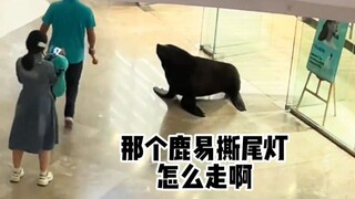 【Dubbing Hewan】Aku berpikir untuk jalan-jalan ke mal dan membeli jaket katun