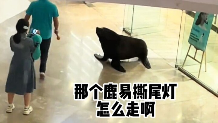 【مؤثرات صوتية للحيوانات】 كنت أفكر في التجول في المركز التجاري لشراء سترة قطنية