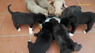 chó con | một đàn chó con uống sữa | cute puppy | minh tra