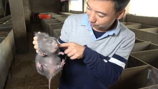 Huanong Brothers: After the New Year, the bamboo rats are fat again, and they feel plump when held i