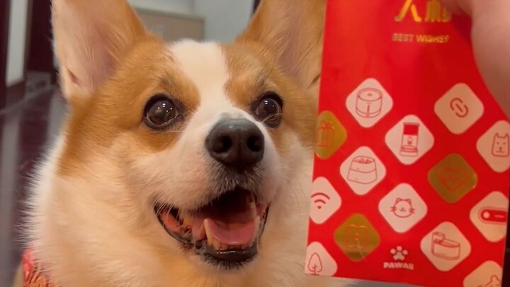 ลูกสุนัขก็เข้าใจการเล่นคำเหมือนกัน