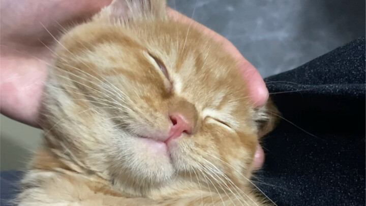 医生：你这猫以后会很黑！