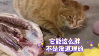 猫：撑死胆大的，饿死胆小的。
