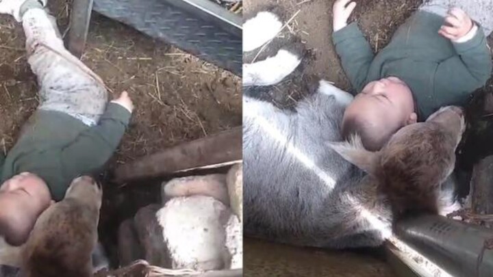 Bé 1 tuổi nép mình bên chú bê con trong chuồng bò, ê a hát bằng thứ “ngôn ngữ trẻ thơ”, khiến cảnh t