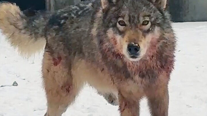 หมาป่าที่เลี้ยงมาตั้งแต่เด็กพลิกหน้าอย่างรวดเร็ว ตัวเต็มไปด้วยเลือดเห่าหอนผ่านลูกกรงเหล็ก พี่สาวไม่ก